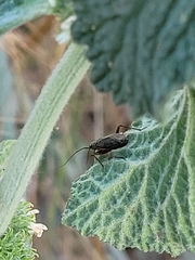 Irbisia californica