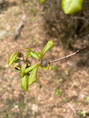 Dryocosmus quercuslaurifoliae