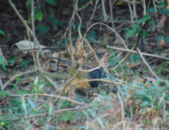 Pipilo maculatus macronyx