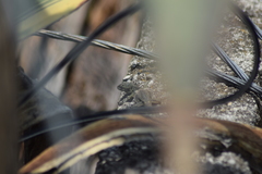 Sceloporus grammicus
