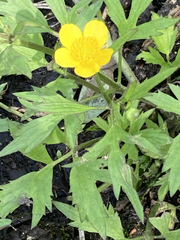 Ranunculus hispidus caricetorum