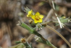 Mentzelia montana