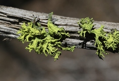 Phacopsis vulpina image