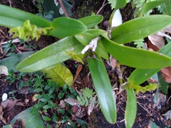 Epidendrum alvarezdeltoroi