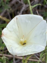 Calystegia longipes