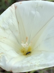 Calystegia longipes