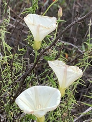 Calystegia longipes