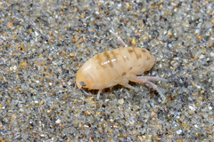 Orchestoidea tuberculata