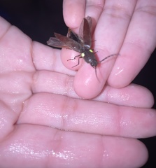 Ignelater havaniensis