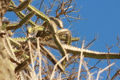 Stenocereus standleyi