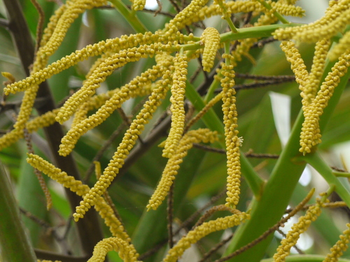 Areca Palm