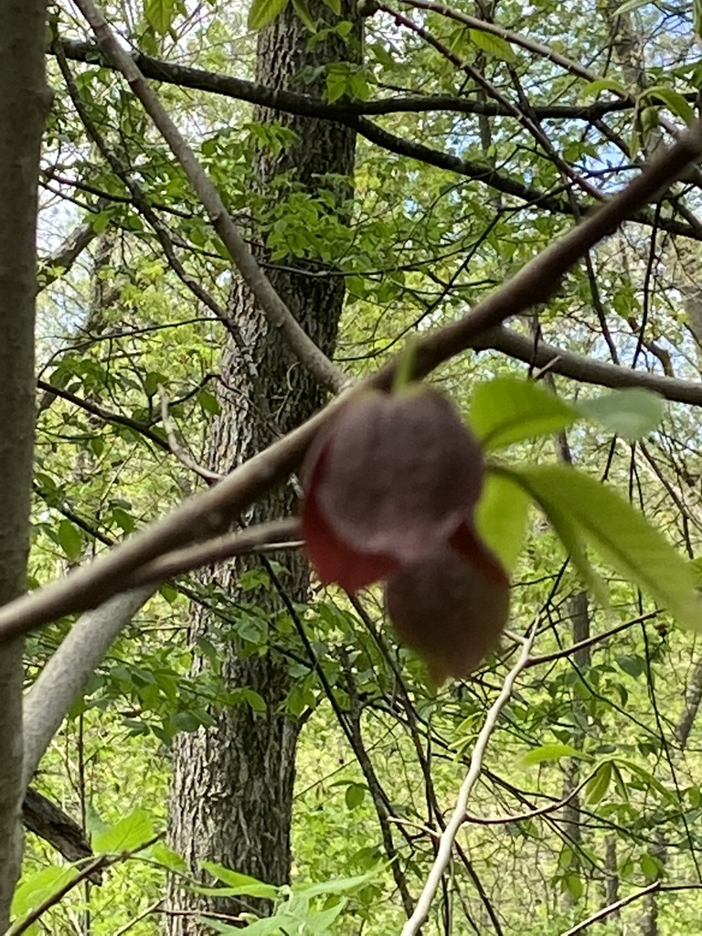 common pawpaw from Indian Cave State Park, Falls City, NE, US on May 2 ...
