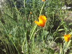 Eschscholzia californica