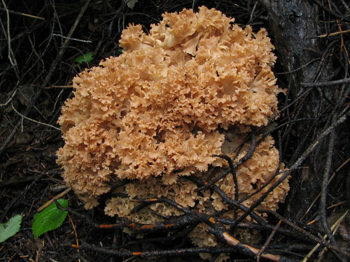 Cauliflower Fungus