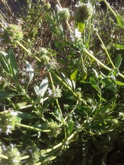 Eschscholzia californica