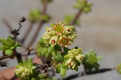 Villadia grandisepala