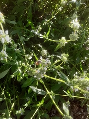 Eschscholzia californica