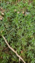Atrichum selwynii