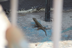 Sceloporus grammicus