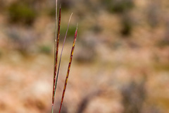 Schizachyrium cirratum