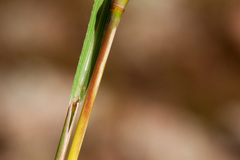 Schizachyrium cirratum