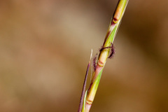 Schizachyrium cirratum
