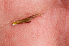 Schizachyrium cirratum