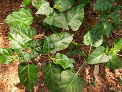 Commicarpus