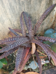 Cryptanthus zonatus