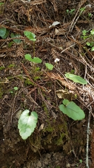 Veronica californica