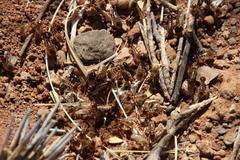 Hodotermes mossambicus