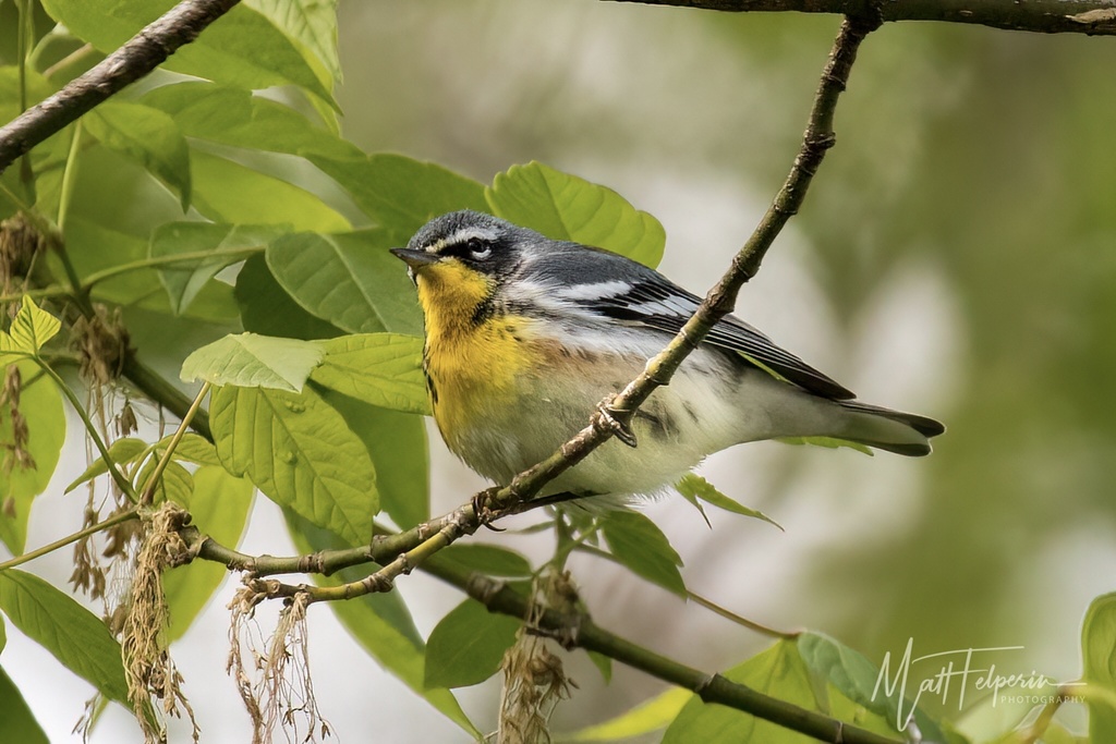 Sutton's Warbler