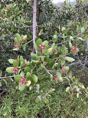 Rhus integrifolia