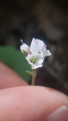 Veronica californica