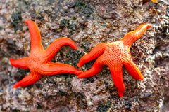 Stichaster striatus