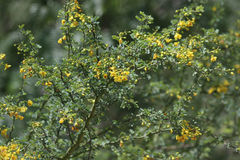 Parkinsonia texana macra
