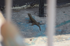 Sceloporus grammicus