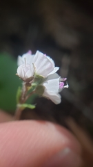 Veronica californica