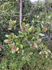 Rhus integrifolia