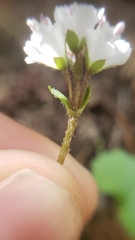 Veronica californica