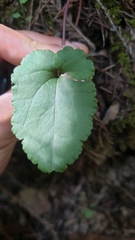 Veronica californica