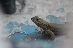 Sceloporus grammicus