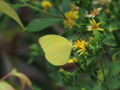 Pyrisitia dina westwoodi