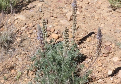 Lupinus lepidus confertus