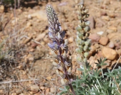 Lupinus lepidus confertus