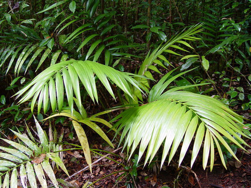 Howea forsteriana