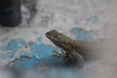Sceloporus grammicus
