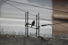 Passer domesticus