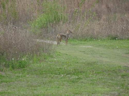 Coyote photographed in Kansas