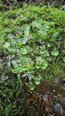Conocephalum salebrosum